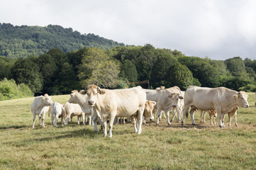 Cows by Mount