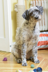 Dog sitting among toys