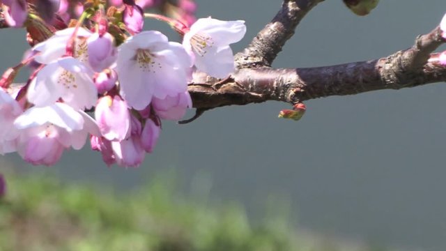 桜と堀