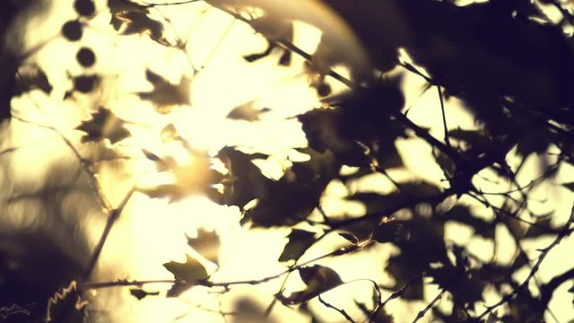 4K autumn foliage against sun, dreamy abstract oof details,cu