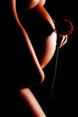 Pregnant woman touching her belly and holding gerbera