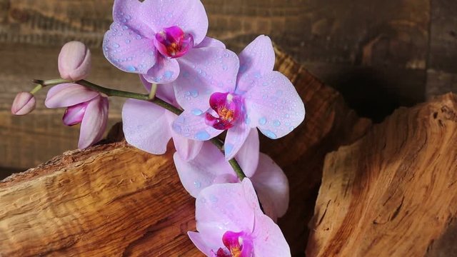 Orchidea