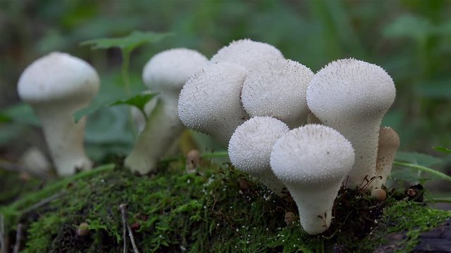Collection of young Lycoperdon perlatum (common puffball mushroom).