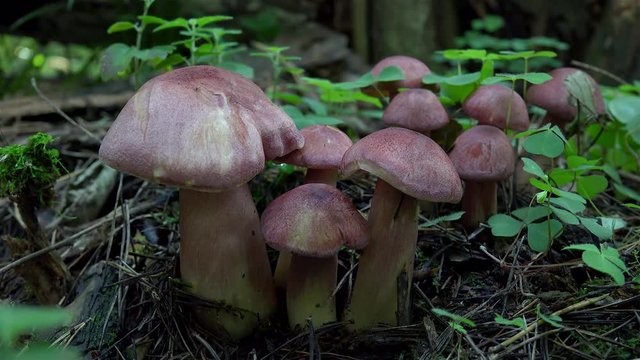 Cluster of Tricholomopsis rutilans (inedible Plums mushroom).