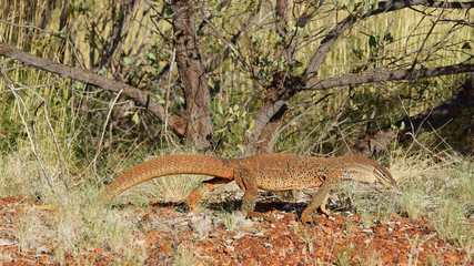 Varanus