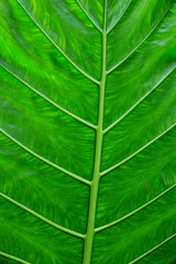 close-up of green leaf for a background.