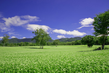 高原のソバ畑