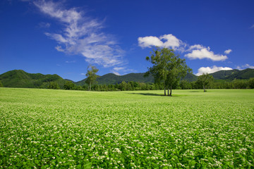 高原のソバ畑