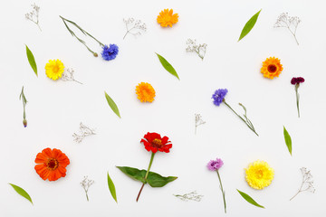 Composition flowers on white background. Top view, flat lay pattern - 119804319