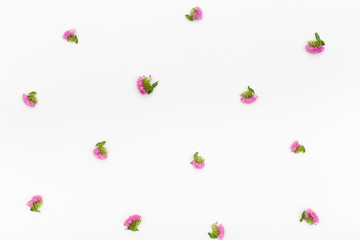 Composition flowers on white background. Top view, flat lay pattern