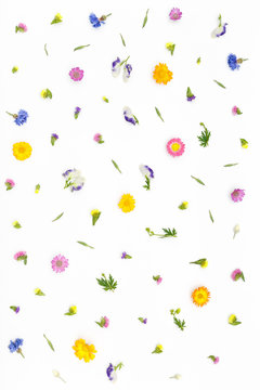 Composition flowers on white background. Top view, flat lay pattern