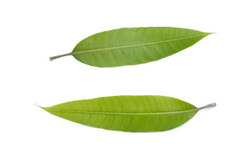 Fototapeta premium Green mango leaf isolated on white background