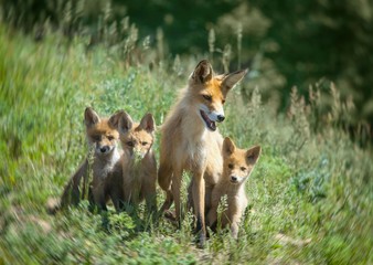 Fox with his brood went for a walk on a green meadow