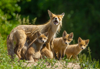 Naklejka na ściany i meble Fox with his brood went for a walk on a green meadow