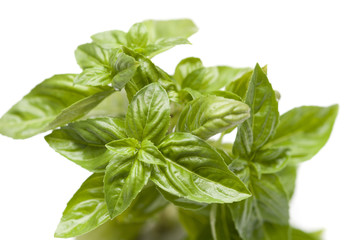 Fresh basil plant