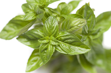 Fresh basil leaves
