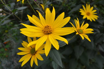 Black eyed susans