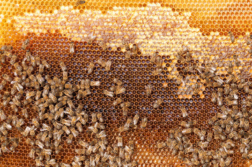 Bees convert nectar into honey and cover it in honeycombs