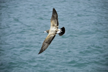 Flying seagull above a seaside