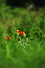 chrysanthemum flower