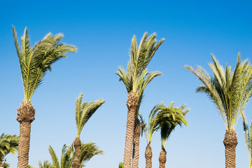 Palmen vor blauem Himmel