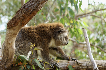 Close up of koala
