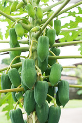 papaya tree with fruits.