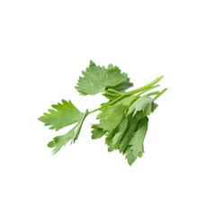 Celery isolated on White Background
