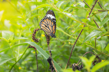 Butterfly Thailand beautiful in nature.