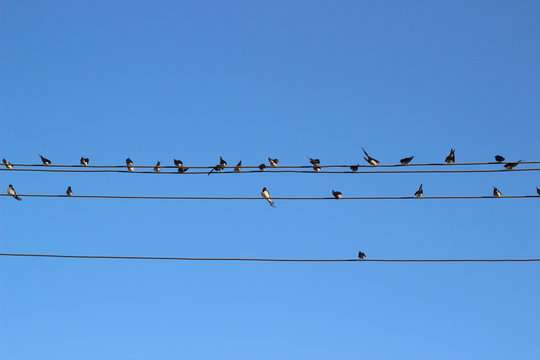 Lot of swallows on wires under a blue sky