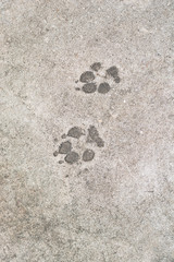 dog 's footprints on cement floor background