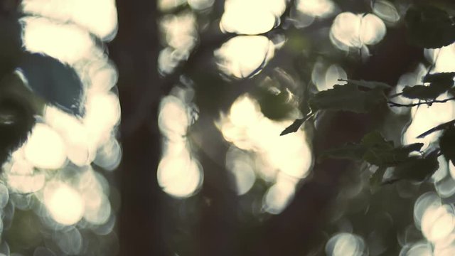 Leaves, trees, autumn foliage against sun, dreamy abstract oof details,cu