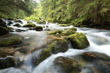 Obraz premium Forest stream flow from the Carpathian Mountains