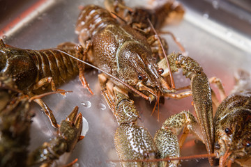 alive crayfish in market