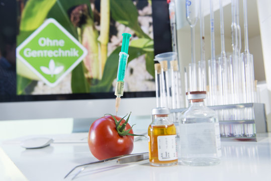 Genfood Tomate im Labor