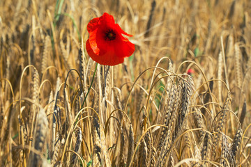 Red poppy flower on the field of wheat during sun rise