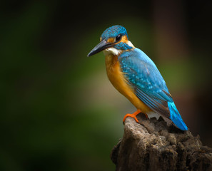 King of Fishing