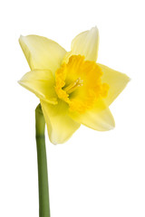 Daffodil isolated on white