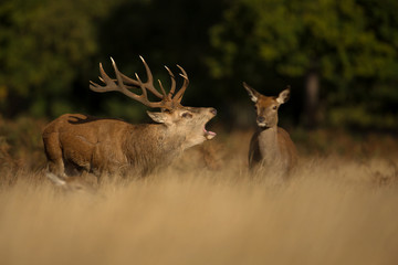 Red deer stag roaring close to the hind