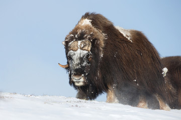 Male Musk Ox in winter © giedriius