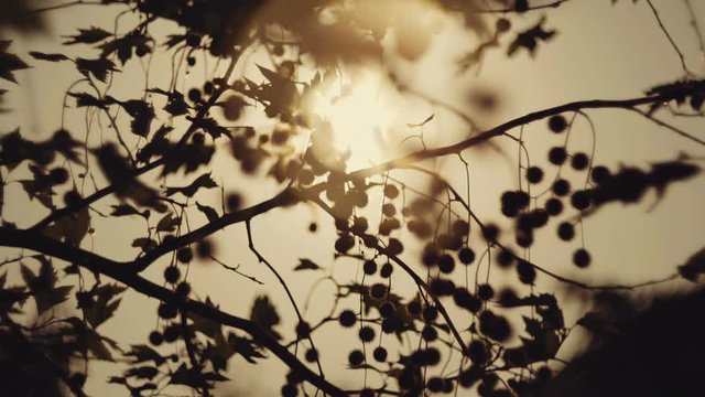 Leaves, trees, autumn foliage against sun, dreamy abstract oof details,cu
