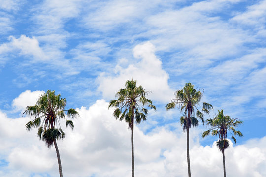 Four tall Palm trees with blue cloud filled sky background