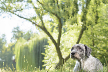 Dog lying on the grass in the park. Beautiful sunny day. Selective focus.
