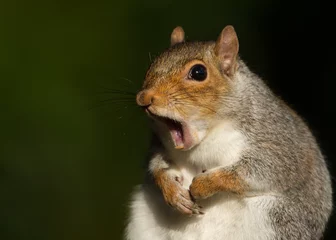 Rolgordijnen Portret van rode eekhoorn geeuwen © giedriius