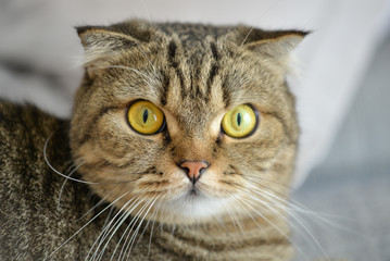 Tabby cat lying on sofa