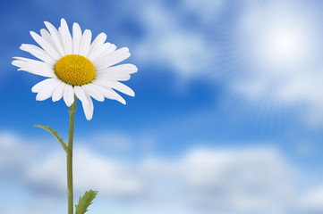 Daisy against blue sky