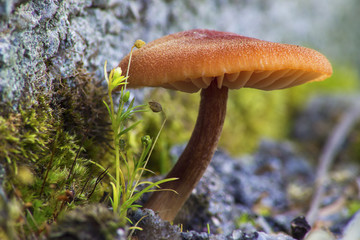 Small mushroom