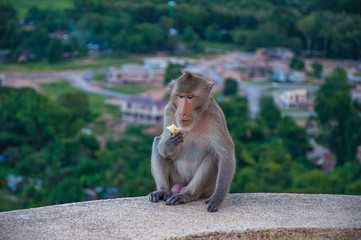 Fototapeta premium Baby monkey is eating fruit
