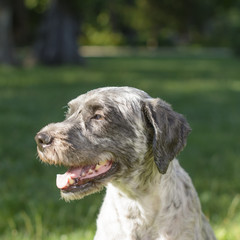Portrait of a panting dog. Selective focus.