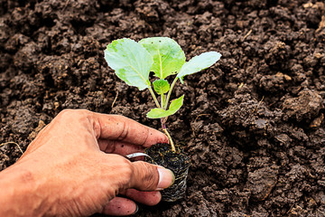 Cabbage seedlings on my hand